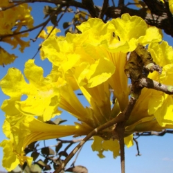 Nasiona Tabebuja Tabebuia aurea szt.3 PWxx204
