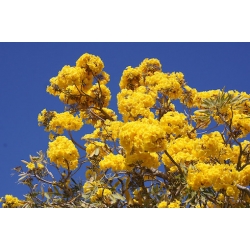 Nasiona Tabebuja Tabebuia aurea szt.3 PWxx204