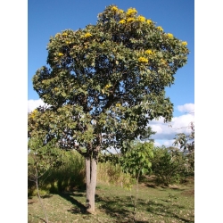 Nasiona Tabebuja Tabebuia aurea szt.3 PWxx204