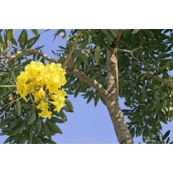 Nasiona Tabebuja Tabebuia aurea szt.3 PWxx204
