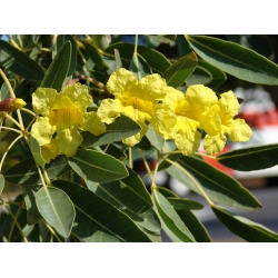 Nasiona Tabebuja Tabebuia aurea szt.3 PWxx204