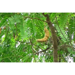 Nasiona Tamaryndowiec indyjski tamarindus szt.3 PWxx205