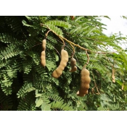 Nasiona Tamaryndowiec indyjski tamarindus szt.3 PWxx205