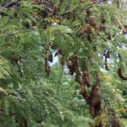 Nasiona Tamaryndowiec indyjski tamarindus szt.3 PWxx205