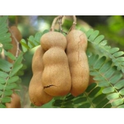 Nasiona Tamaryndowiec indyjski tamarindus szt.3 PWxx205