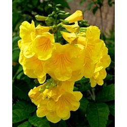 Nasiona Tekoma prosta Tecoma stans szt.3 PWxx206