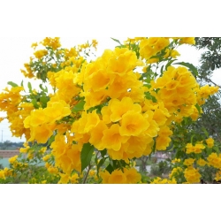 Nasiona Tekoma prosta Tecoma stans szt.3 PWxx206