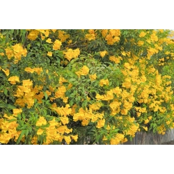 Nasiona Tekoma prosta Tecoma stans szt.3 PWxx206