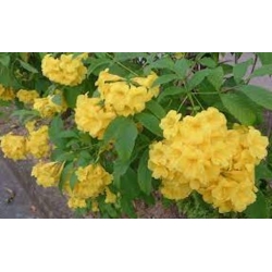 Nasiona Tekoma prosta Tecoma stans szt.3 PWxx206