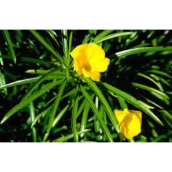 Nasiona Tewecja peruwiańska Thevetia szt.3 PWxx207