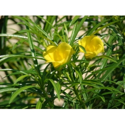 Nasiona Tewecja peruwiańska Thevetia szt.3 PWxx207