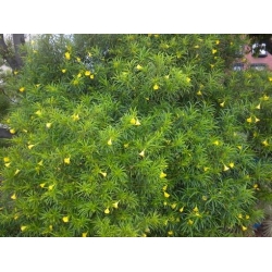 Nasiona Tewecja peruwiańska Thevetia szt.3 PWxx207