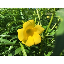 Nasiona Tewecja peruwiańska Thevetia szt.3 PWxx207