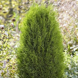 Nasiona Żywotnik zachodni Thuja szt.3 PWxx208