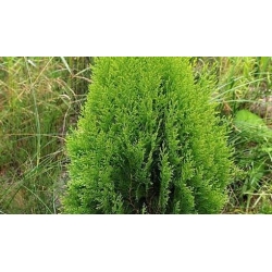 Nasiona Żywotnik zachodni Thuja szt.3 PWxx208