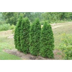 Nasiona Żywotnik zachodni Thuja szt.3 PWxx208