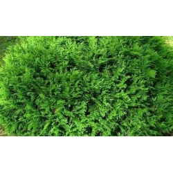 Nasiona Żywotnik zachodni Thuja szt.3 PWxx208