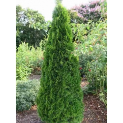 Nasiona Żywotnik zachodni Thuja szt.3 PWxx208