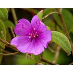 Nasiona Tibouchina fraterna szt.3 PWxx209