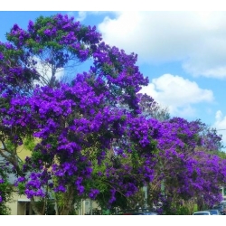 Nasiona Tibouchina fraterna szt.3 PWxx209