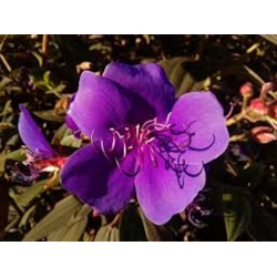 Nasiona Tibouchina fraterna szt.3 PWxx209