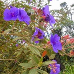 Nasiona Tibouchina fraterna szt.3 PWxx209