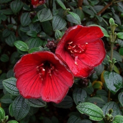 Nasiona Tibouchina grossa szt.3 PWxx210