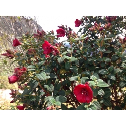 Nasiona Tibouchina grossa szt.3 PWxx210