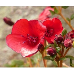 Nasiona Tibouchina grossa szt.3 PWxx210