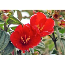 Nasiona Tibouchina grossa szt.3 PWxx210