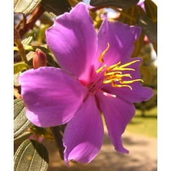 Nasiona Tibouchina lepidota szt.3 PWxx211