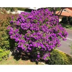 Nasiona Tibouchina lepidota szt.3 PWxx211