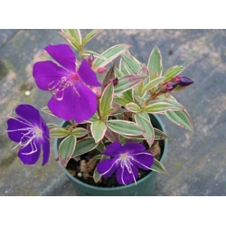 Nasiona Tibouchina lepidota szt.3 PWxx211