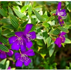 Nasiona Tibouchina lepidota szt.3 PWxx211