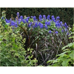 Nasiona Tojad Arendsa szt.3 PWxx13