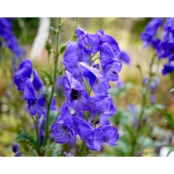 Nasiona Tojad Arendsa szt.3 PWxx13