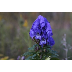 Nasiona Tojad Arendsa szt.3 PWxx13