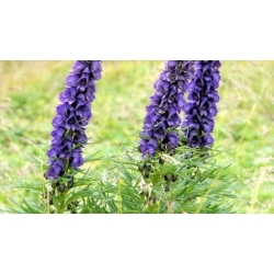 Nasiona Tojad Arendsa szt.3 PWxx13