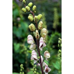 Nasiona Tojad Aconitum Carneum szt.3 PWxx18