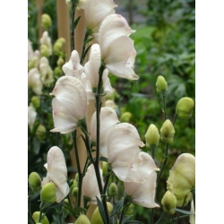 Nasiona Tojad Aconitum Carneum szt.3 PWxx18