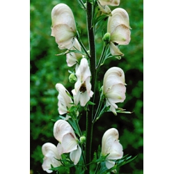Nasiona Tojad Aconitum Carneum szt.3 PWxx18