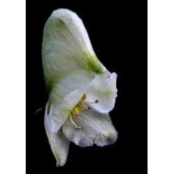 Nasiona Tojad Aconitum Carneum szt.3 PWxx18