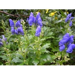 Nasiona Tojad Fischera szt.3 PWxx12