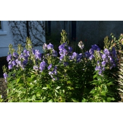 Nasiona Tojad Fischera szt.3 PWxx12