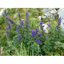 Nasiona Tojad Fischera szt.3 PWxx12