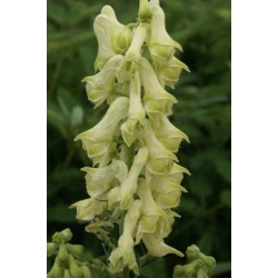 Nasiona Tojad, Aconitum krylovii szt.3 PWxx14