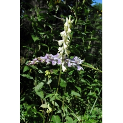 Nasiona Tojad, Aconitum krylovii szt.3 PWxx14