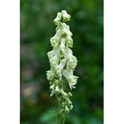 Nasiona Tojad, Aconitum krylovii szt.3 PWxx14