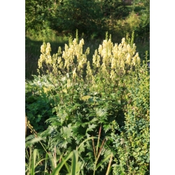 Nasiona Tojad, Aconitum krylovii szt.3 PWxx14