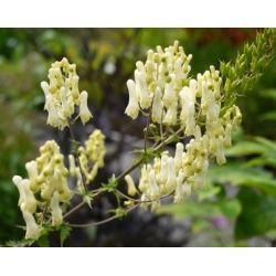 Nasiona Tojad Larmacka szt.3 PWxx15